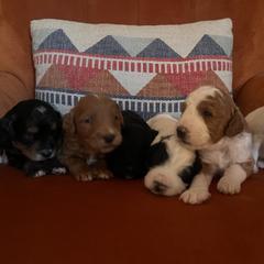 Golden Mountain Doodle Puppies from Pup Paw-fection