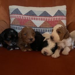 Golden Mountain Doodle Puppies from Pup Paw-fection
