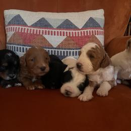 Golden Mountain Doodle Puppies from Pup Paw-fection