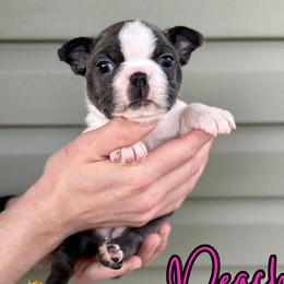 Peach - Blue female Boston Terrier puppy in West Jefferson, Ohio from Kline Kennels
