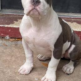 American Bully Puppies from Bolt Action Kennel