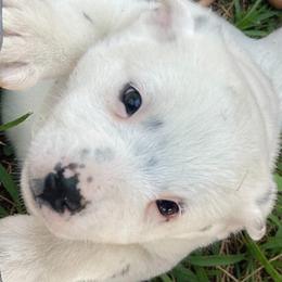 CHAMPAGNE, rare white spotted girl 3000 - Blue female Australian Cattle Dog puppy in Kalispell, Montana from BTR Australian Cattle Dogs