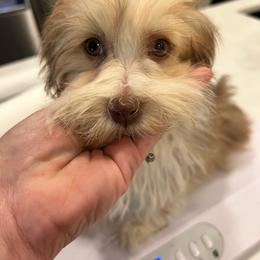 Maple - Chocolate female Havanese puppy in Dallas, Georgia from West Cobb Dogs