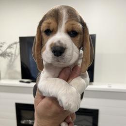 Boy 3 Blue - Beagle puppy from Banashko's Beagles