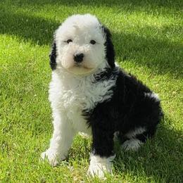 Sheepadoodles from My Sheepadoodle