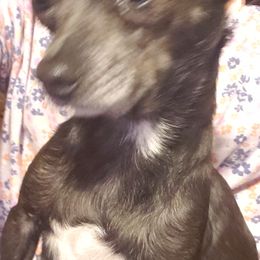 Hermi - Chihuahua