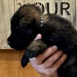 Boy 6 - male German Shepherd puppy in Hattiesburg, Mississippi from Weizen German Shepherds