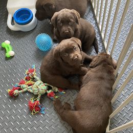 Labrador Retriever Puppies from Viklan Labradors