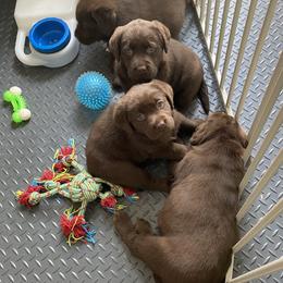Labrador Retriever Puppies from Viklan Labradors