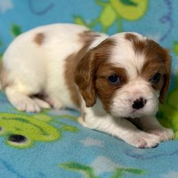 Sugar - Blenheim female Cavalier King Charles Spaniel puppy in Poyen, Arkansas from Joels Angels Cavaliers