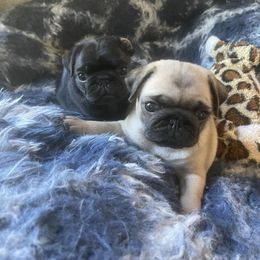 Pug Puppies from Camp Pug