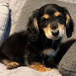 Milo - Black and cream male Dachshund puppy in El Cajon, California from roxiesdoxies