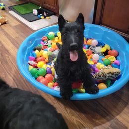 Boy 1 - Black Scottish Terrier puppy in Seymour, Missouri from Fairview's Precious Pups