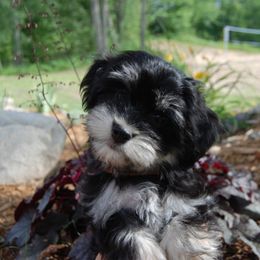 Havanese Puppies from Selah Havanese