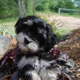 Havanese Puppies from Selah Havanese