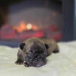 Brindle boy - Brindle male French Bulldog puppy in Polk City, Florida from Best Friend Frenchies, LLC