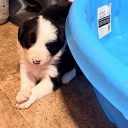 Lilly - Black and white female Border Collie puppy in Lebanon, Oregon from Cahill’s Canines