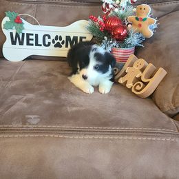 Girl 6 - Border Collie puppy in Florida from The George's dogs and puppies