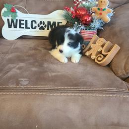 Girl 6 - Border Collie puppy in Florida from The George's dogs and puppies