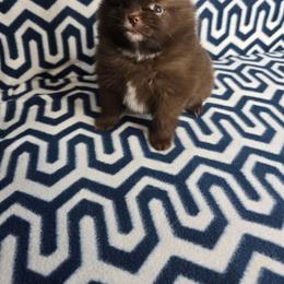 Mrs. Claus - Chocolate female Pomeranian puppy in Texas from Ruby's Poms
