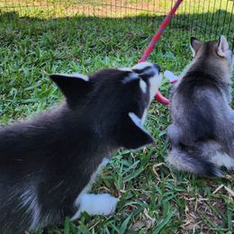 Pomsky Puppies from Way too cute Pomskies