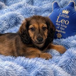 Leo - Wild boar male Dachshund puppy in Proctor, Montana from Blue Star Dachshunds
