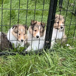 Shetland Sheepdog Puppies from Tricia's Sheltie Puppies