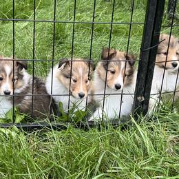 Shetland Sheepdog Puppies from Tricia's Sheltie Puppies