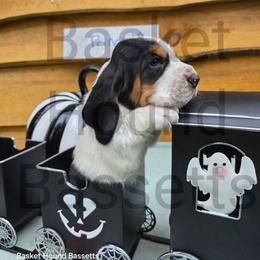 Prince - Black white and brown male Basset Hound puppy in Big Rapids, Michigan from Basket Hound Bassets
