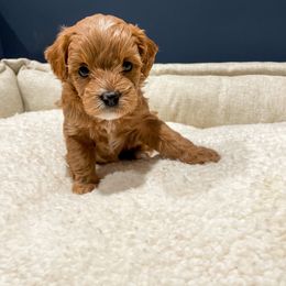 Cavapoo Puppies from SoCal Cavapoos