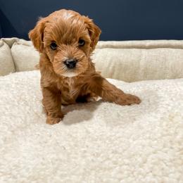 Cavapoo Puppies from SoCal Cavapoos