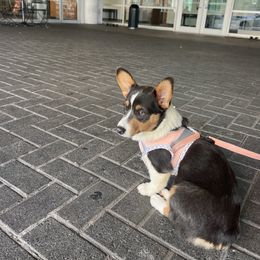 Girl 1 - Blue female Pembroke Welsh Corgi puppy in Ocala, Florida from Dolan Farms Corgis