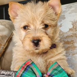 Scottish Terrier Puppies from Schulte's  Scottish Terriers
