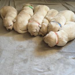 Labrador Retriever puppies from AM Labradors