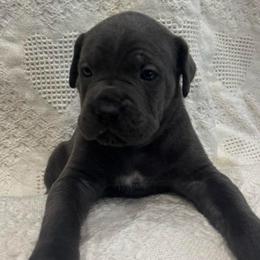 Cozy (Blitzen) - Gray female Cane Corso puppy in Utah from 3Lake Kennelz