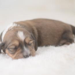 Wilson -- FULL AKC Red , Show Line - Sable male Dachshund puppy in Neosho, Missouri from A Walk In The Park