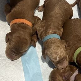 Goldendoodles from DFW Doodles