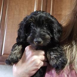 Puppy 3 - Black and tan male Dachshund puppy in Anamosa, Iowa from Melsh Precious Pets