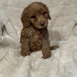 Boy 1 - Caramel red male Australian Labradoodle puppy in Morristown, New Jersey from English Manor Labradoodles