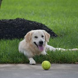 Milo - Golden Retriever