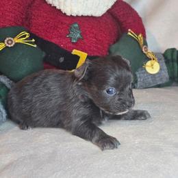 Adler - Blue and white female Chihuahua puppy in Plainfield, Indiana from Abby's Pampered Pooches