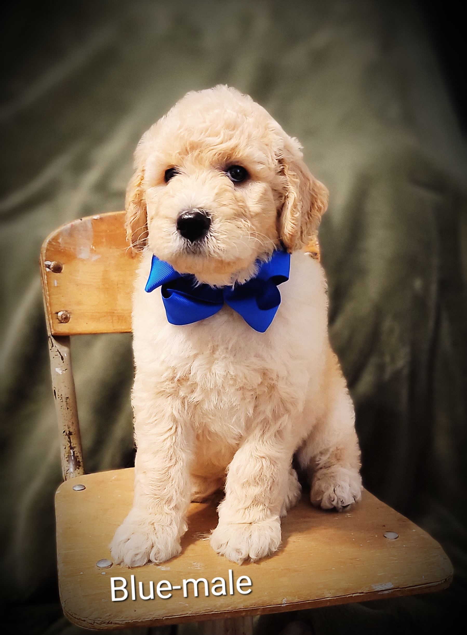 Goldendoodle Puppies from Barkley Lane Doodles