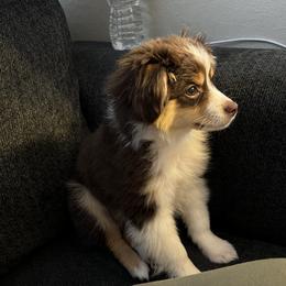 Miniature Australian Shepherd and Toy Australian Shepherd Puppies from Northern Roots Aussies