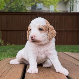 Jules - Red female Bernedoodle puppy in Fishers, Indiana from Fishers Bernedoodles