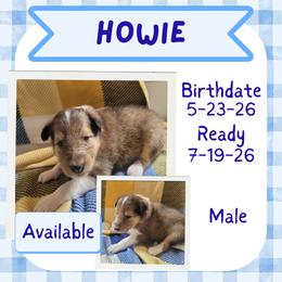 Howie - Sable male Collie puppy in Mattoon, Illinois from Gold Leaf Collies