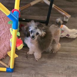 Ori - Poodle