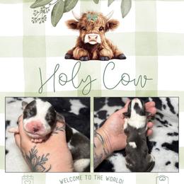 Jersey - Black and white female American Corgi puppy in Greenwood, Indiana from Witch Creek Corgis