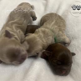 Shih Tzu puppies from Lavender Blue Exotic Crew