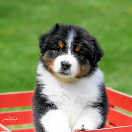 Boy 1 - Black tri-color male Australian Shepherd puppy in Rochester, Massachusetts from Clover Creek Aussies