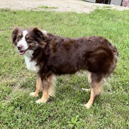 Miniature American Shepherds and Toy Australian Shepherds from Millers Minnie Aussies- and Toys!